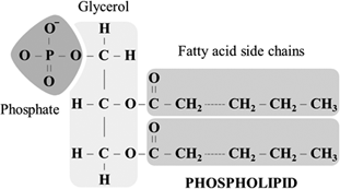 Definition Of Triglycerides And Phospholipids Chegg Com