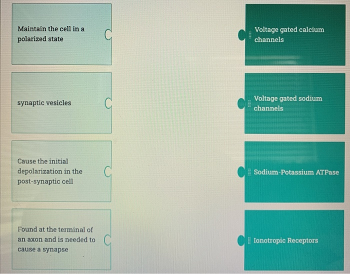 Solved The propagation of the action potential matching i | Chegg.com