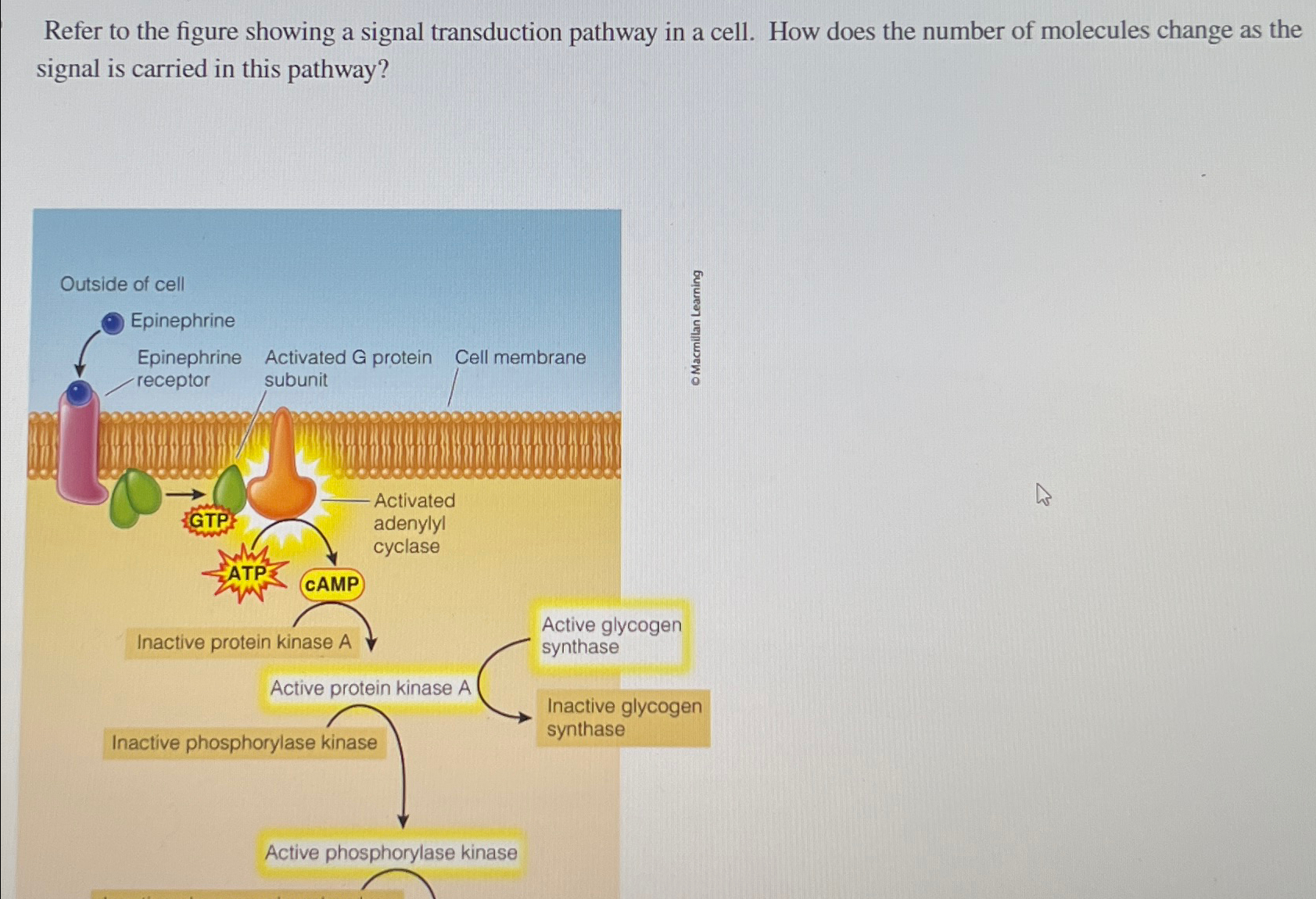 Solved Refer to the figure showing a signal transduction