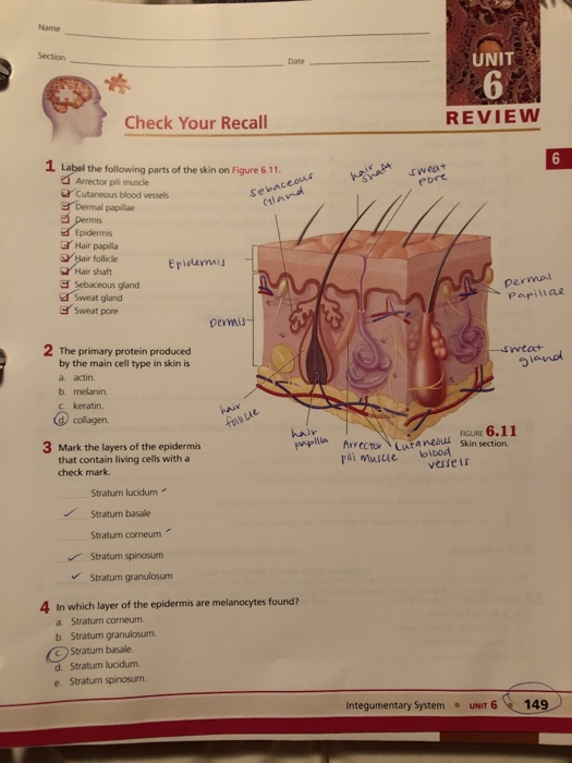 Solved Name Section UNIT Check Your Recall REVIEW Figure | Chegg.com