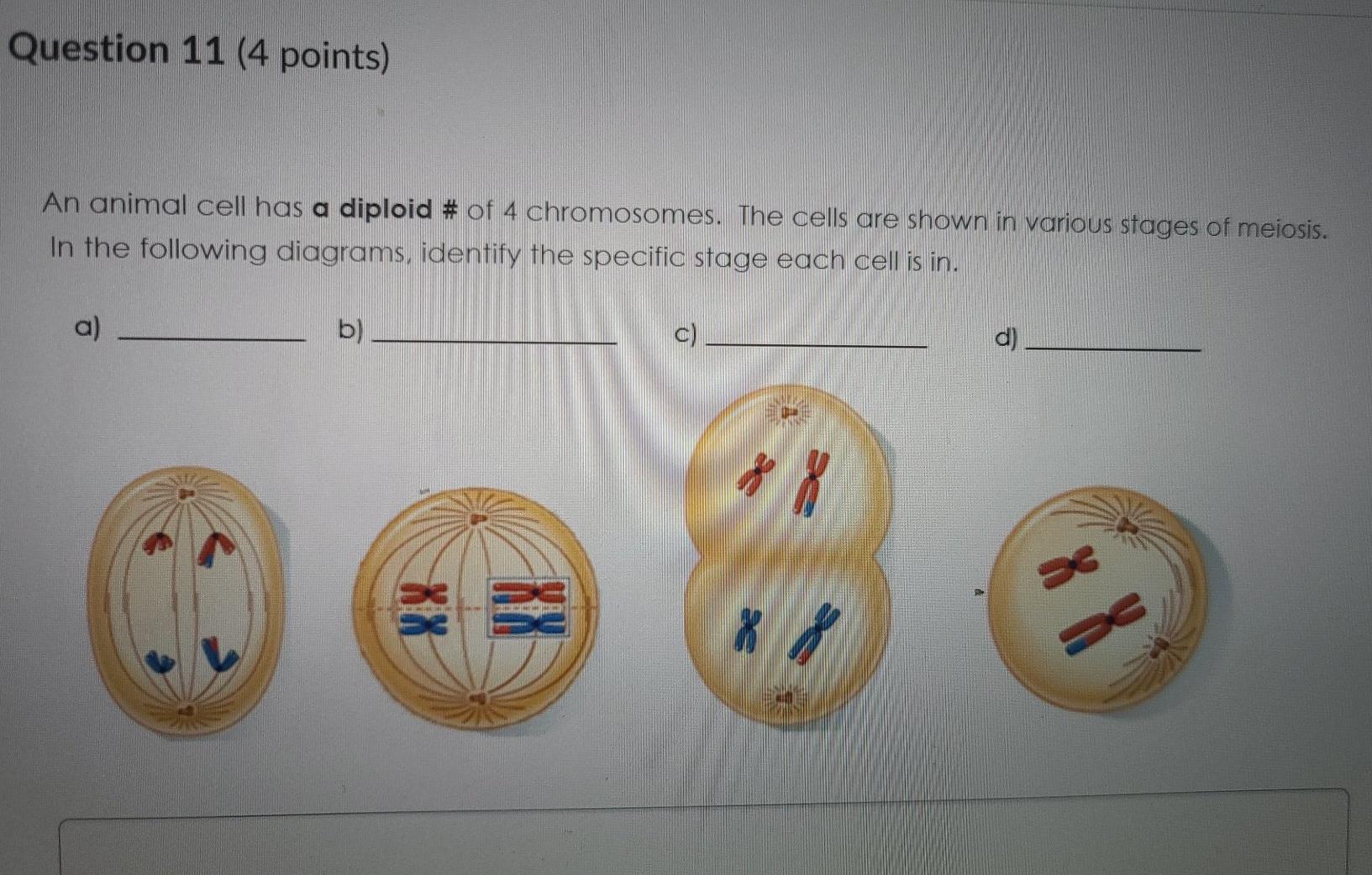 Solved Question 11 (4 points) An animal cell has a diploid # 