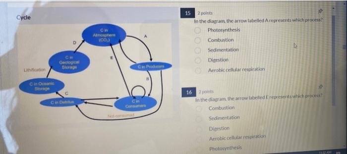 Solved Cycle 15 15 C AE ico 2 points In the diagram, the | Chegg.com
