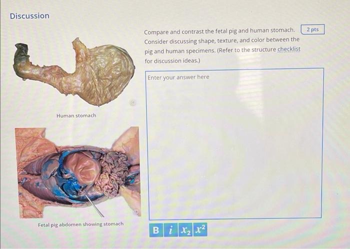 fetal pig rectum