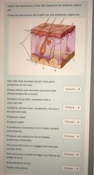 Solved match the structures of the skin based on its | Chegg.com