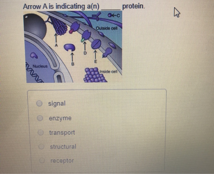 Solved Arrow A is indicating a(n) protein. In colli VAV O | Chegg.com