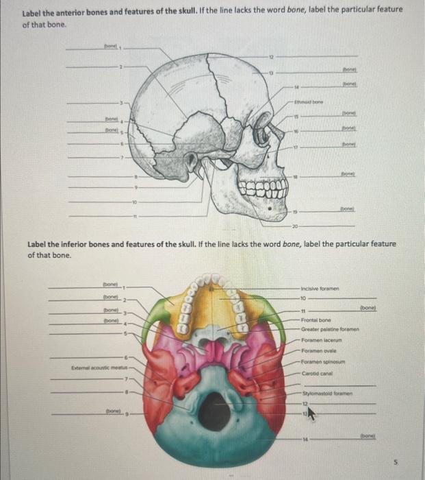 Solved 1. A bone that has roughly parallel surfaces and | Chegg.com