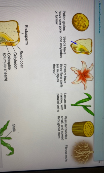 Solved Look at this diagram of corn (Zea mays). Using the | Chegg.com