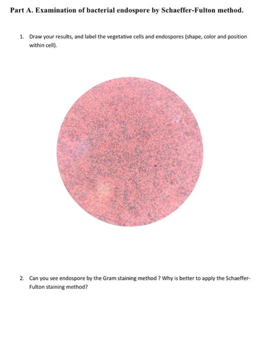 Part A. Examination of bacterial endospore by | Chegg.com