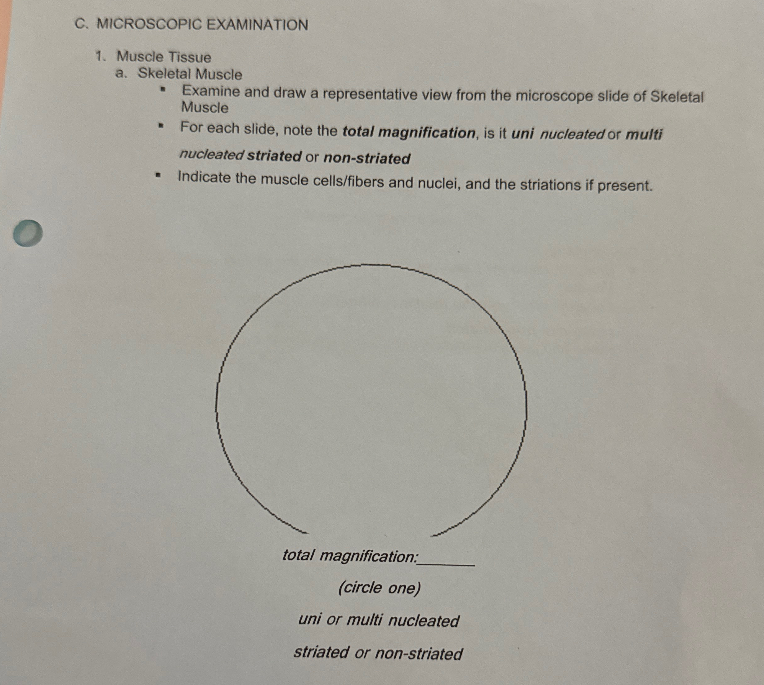 Solved C. ﻿MICROSCOPIC EXAMINATIONMuscle Tissuea. ﻿Skeletal