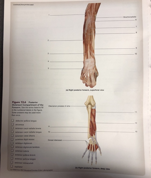 Forearm in supine position, artwork - Stock Image - C016/2852 - Science  Photo Library