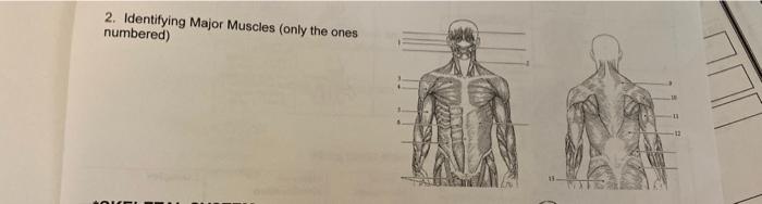 Solved 2. Identifying Major Muscles (only the ones numbered) | Chegg.com