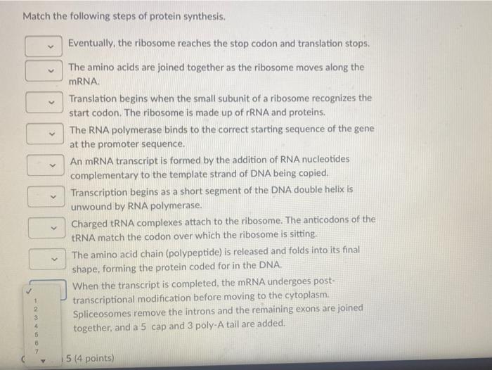 Solved Match the following steps of protein synthesis. | Chegg.com