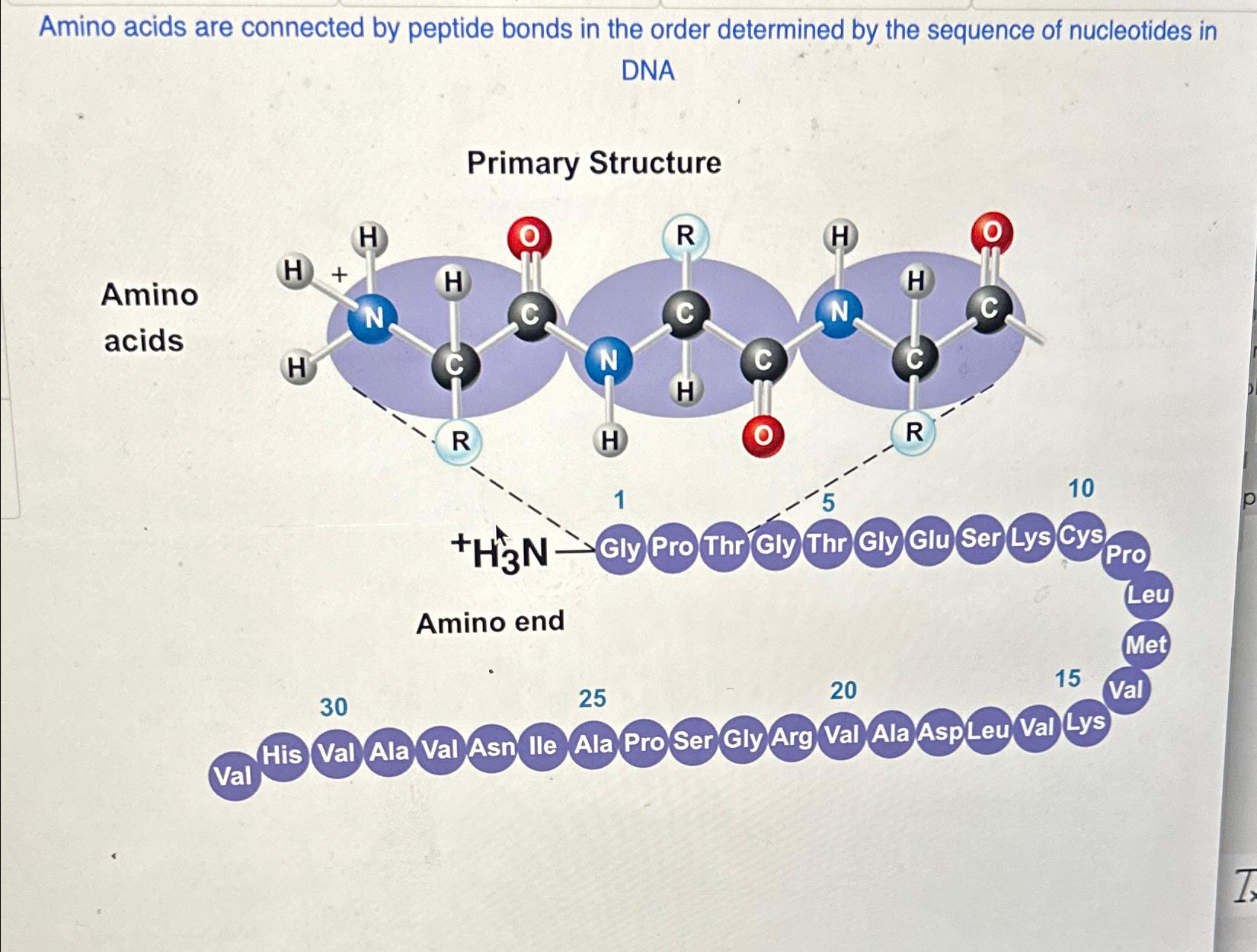 Solved Amino acids are connected by peptide bonds in the