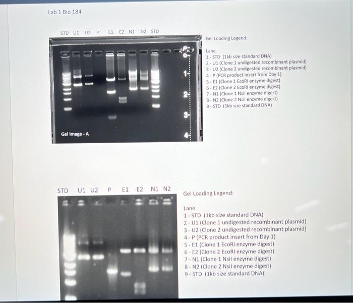 Solved Agarose Gel Electrophoresis And Analysis Activity 1. | Chegg.com