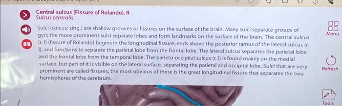 Solved ii. Anterior to each central sulcus is the blank | Chegg.com