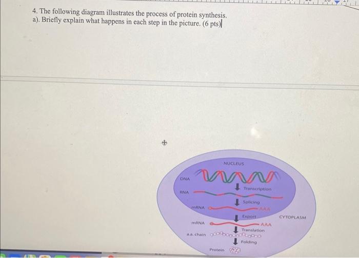 Solved 4. The following diagram illustrates the process of | Chegg.com