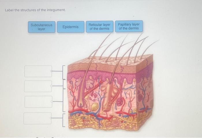 Solved Label the structures of the integument. | Chegg.com