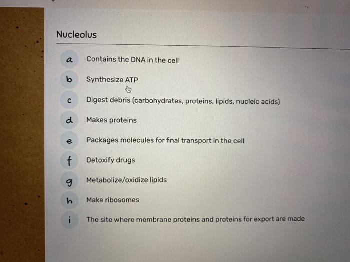 Solved Smooth Er Contains The Dna In The Cell B Synthesize 