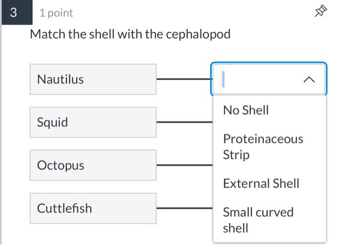 Solved 3 一切 1 point Match the shell with the cephalopod | Chegg.com