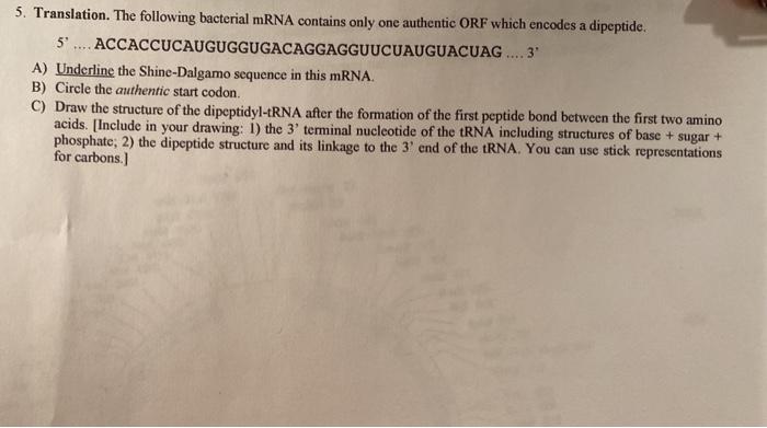 Solved 5. Translation. The following bacterial mRNA contains | Chegg.com