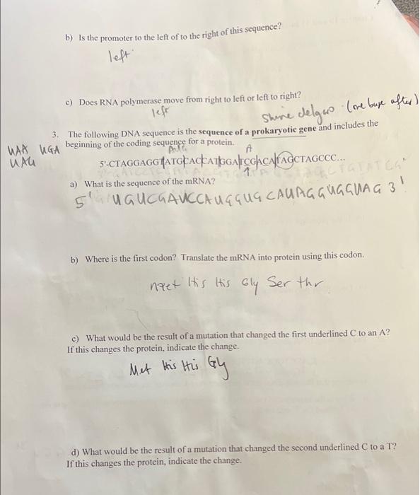 Solved mRNA 2. The following DNA sequence is transcribed to | Chegg.com
