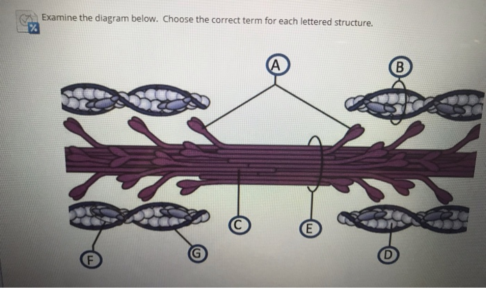 Solved Examine the diagram below. Choose the correct term | Chegg.com