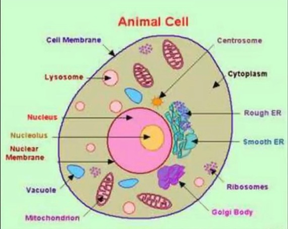 Solved Animal Cell Cell Membrane Centrosome Lysosome 