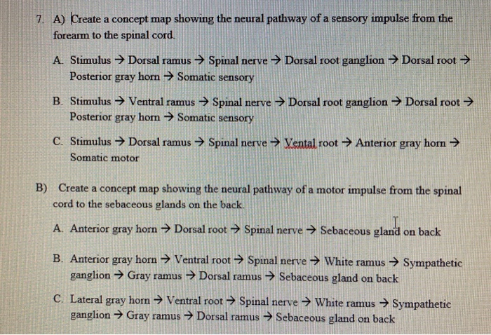 Solved 7. A) Create a concept map showing the neural pathway | Chegg.com