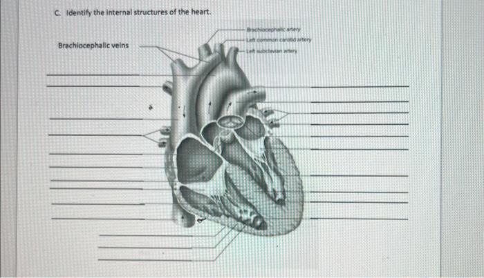 Solved A. Label the chambers and structures of the box | Chegg.com