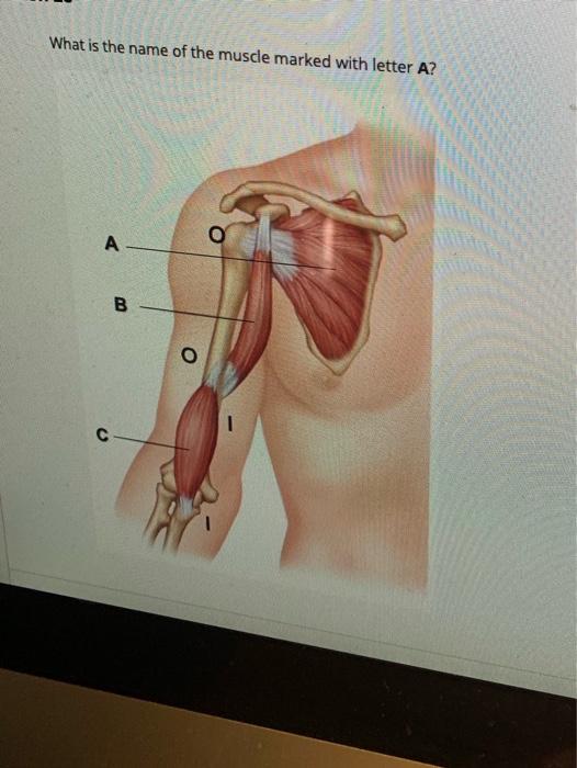 Solved What is the name of the muscle marked with letter A? | Chegg.com