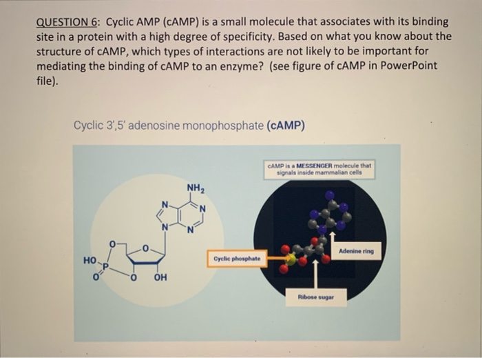 cyclic amp structure