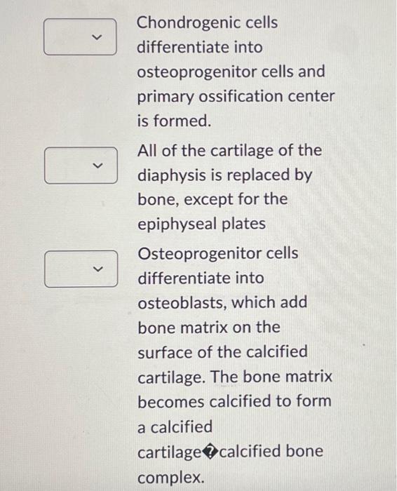 Solved Put the following endochrondral bone formation steps | Chegg.com