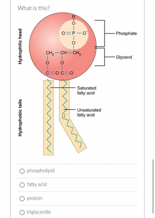 Solved triglyceride | Chegg.com