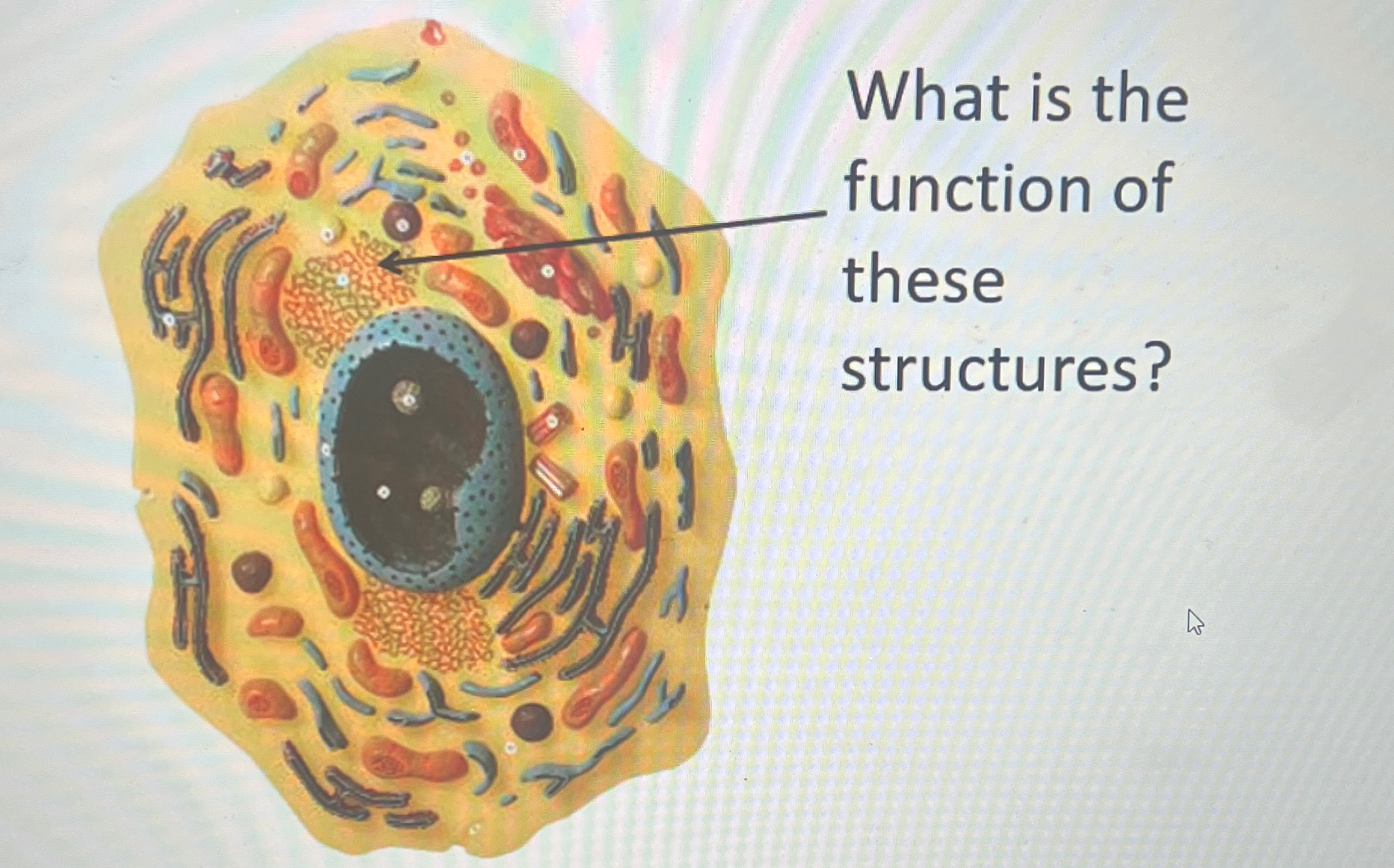 Solved q, ﻿What is the function of these structures? | Chegg.com