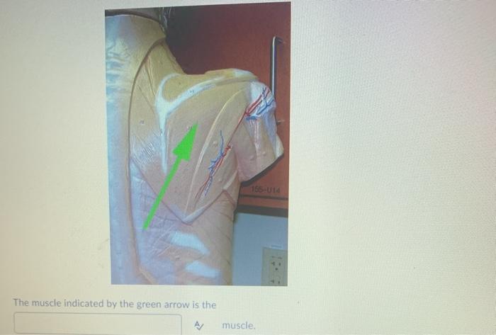 165-014 The muscle indicated by the green arrow is the A muscle.