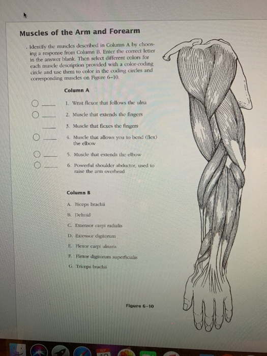 Flexi answers - What are the muscles known as biceps and triceps