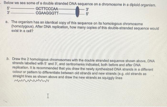 Solved Below we see some of a double stranded DNA sequence | Chegg.com