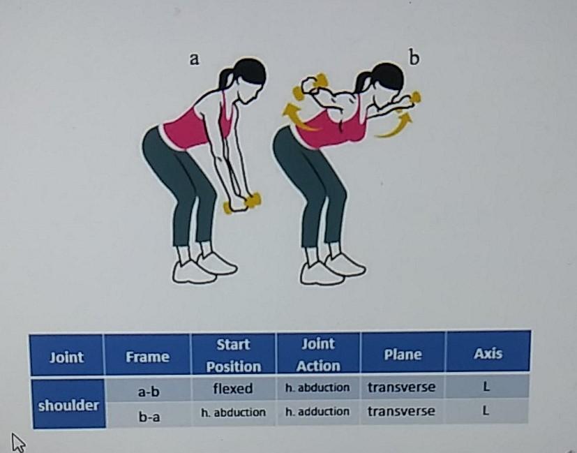 Solved Anatomical Kinesiology Joint Movement Analysis | Chegg.com