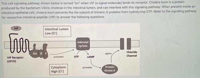 Solved This cell signaling pathway shown below is turned | Chegg.com