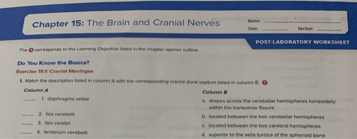 Solved Chapter 15: The Brain and Cranial Nerves Name: Date: | Chegg.com