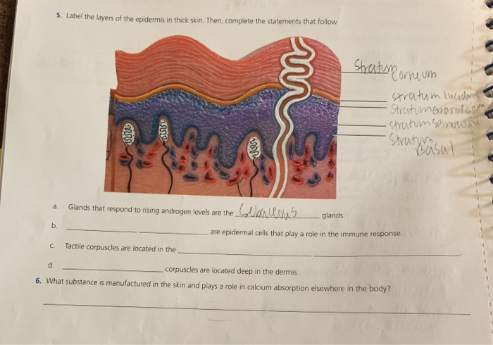 solved-5-label-the-layers-of-the-epidermis-in-thick-skin-chegg