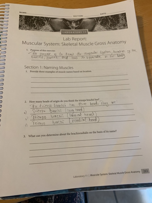 Solved LABORATORY 11 Lab Report: Muscular System: Skeletal | Chegg.com