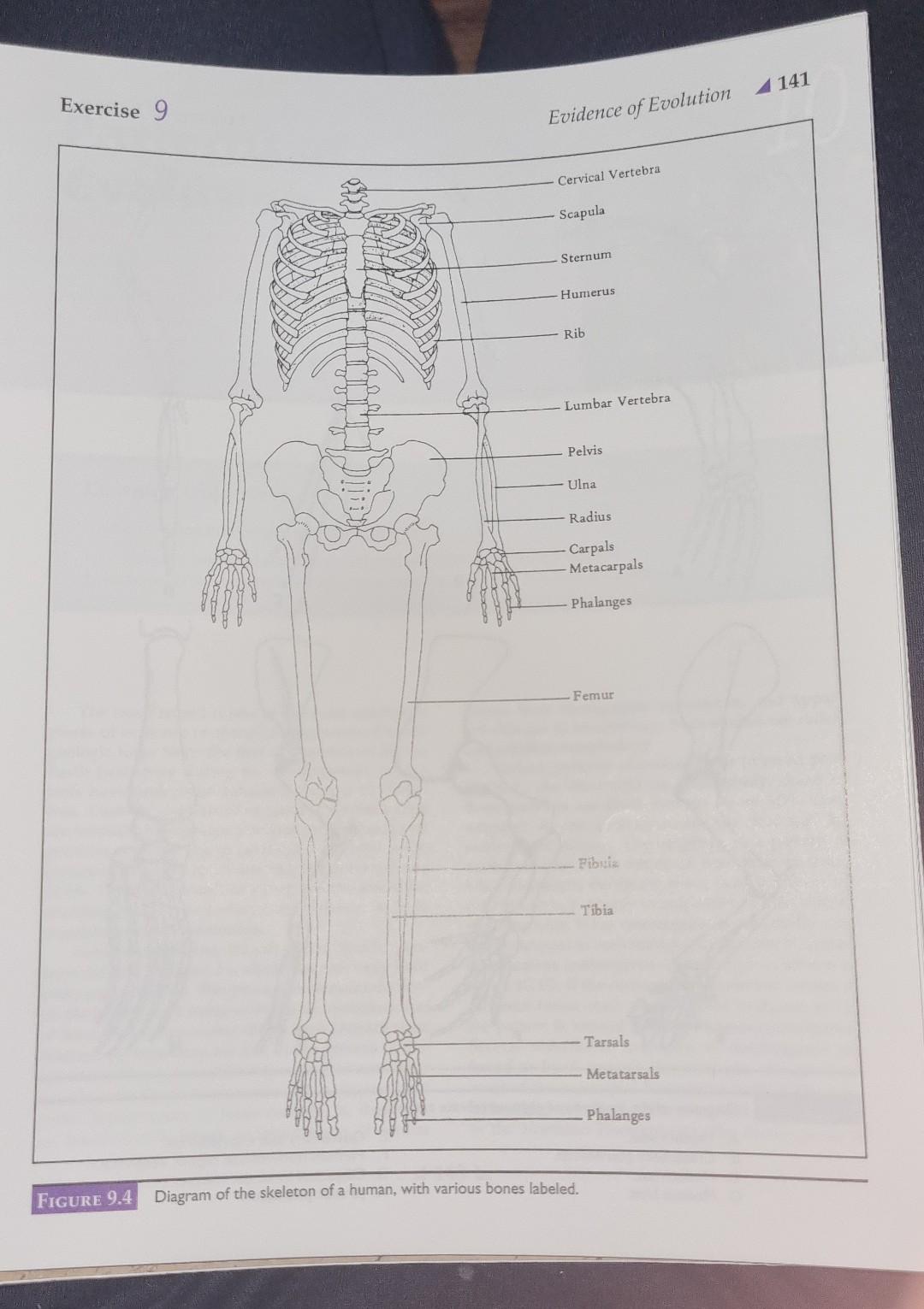 Solved 2. Color each of the homologous bones of the front | Chegg.com