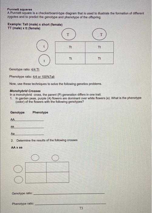 Solved Punnett Squares A Punnett Square Is A | Chegg.com