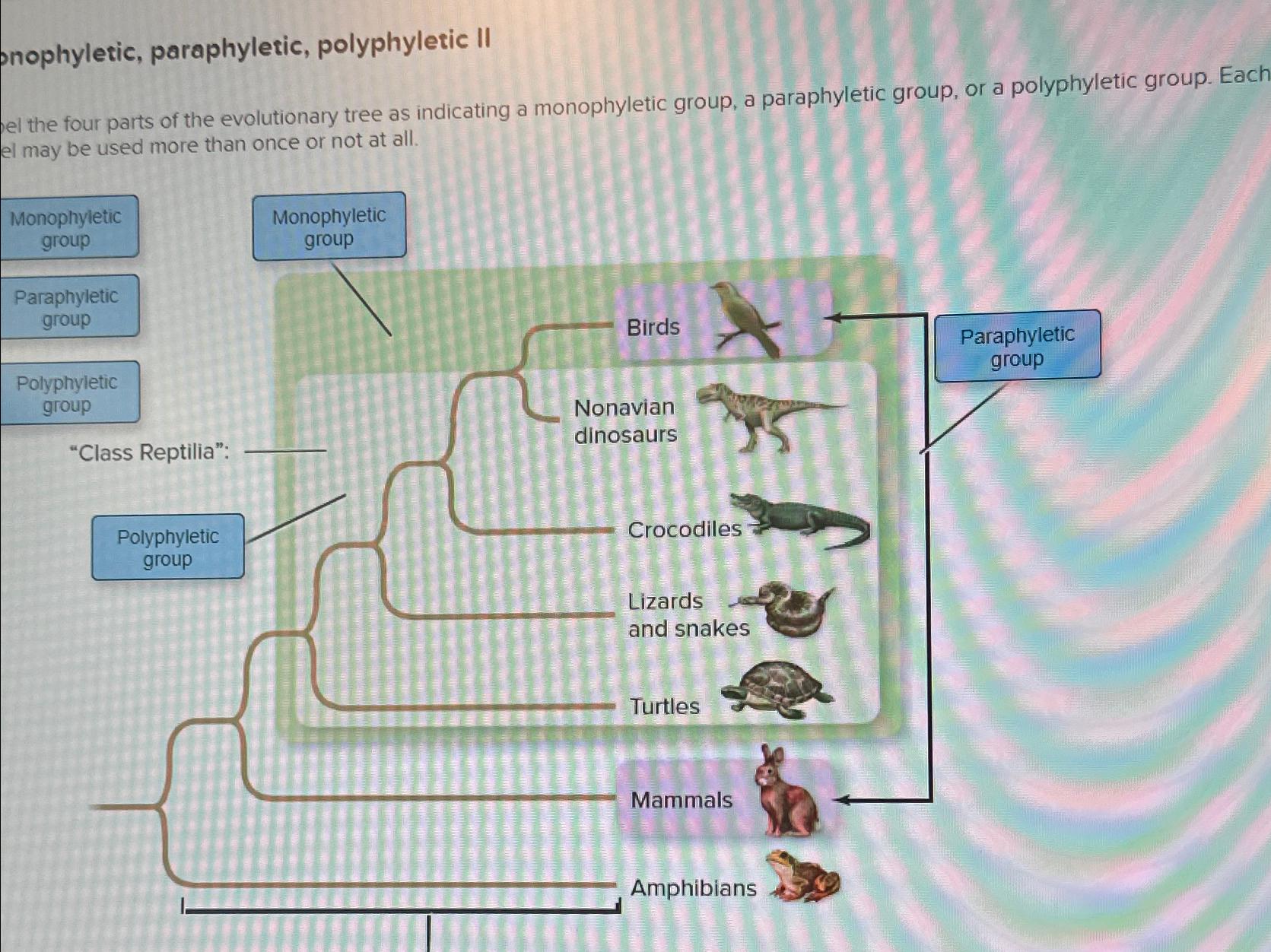 Solved onophyletic, paraphyletic, polyphyletic IIel the four | Chegg.com