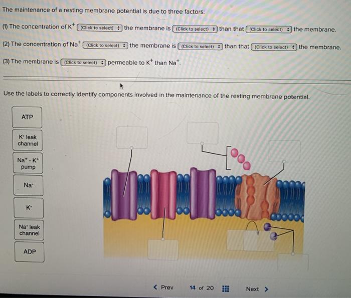 Solved The maintenance of a resting membrane potential is | Chegg.com
