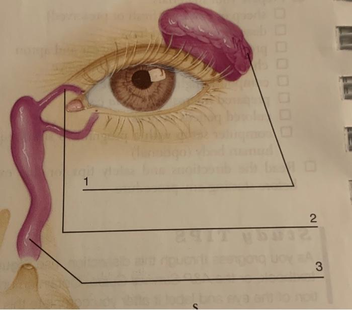 Solved Ear Divisions (for each structure, identify whether | Chegg.com