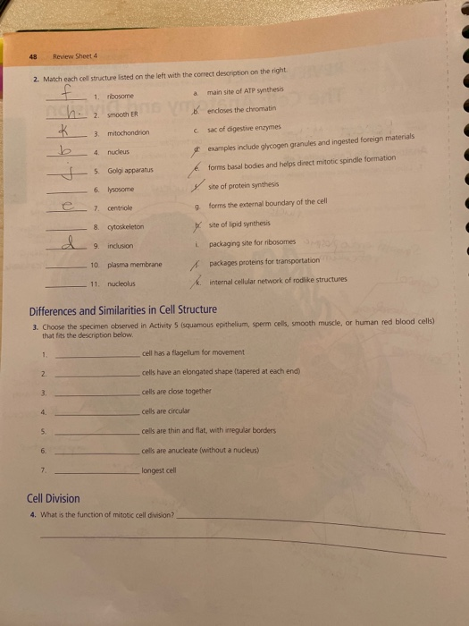 Solved 48 Review Sheet 4 2 Match Each Cell Structure Listed 