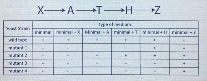 Solved X A T H ZThe biosynthesis pathway for compound Z is | Chegg.com