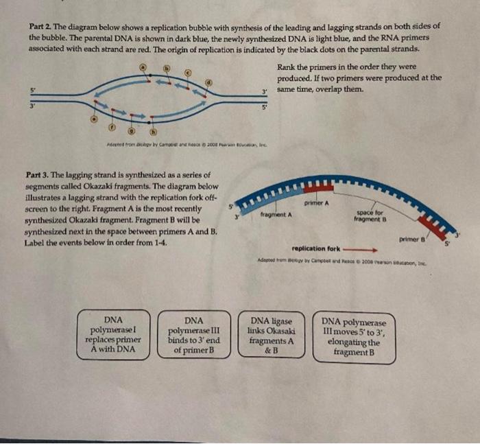 Solved Part 2. The diagram below shows a replication bubble | Chegg.com